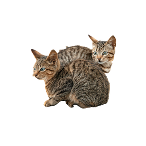 Majestic Tabby Cats Resting On Sunlit Rocks 12413 - Cat PNG image with transparent background
